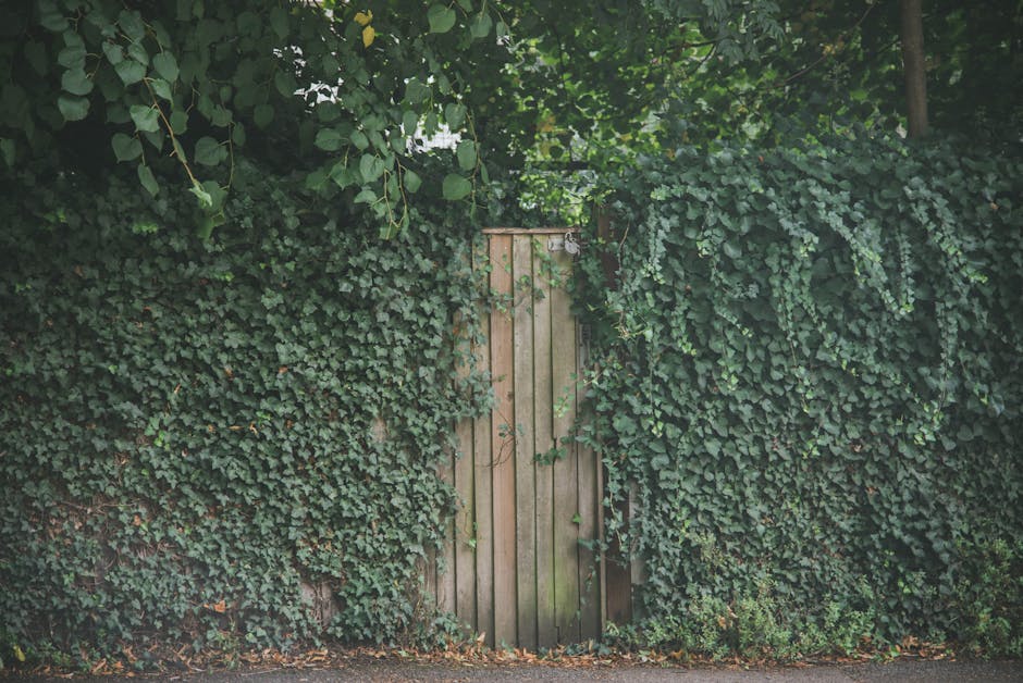 A rustic wooden garden gate situated in the middle of a lush, dense hedge composed of trailing ivy and other leafy plants. The gate is made of vertical wooden planks with a small latch at the top, ble